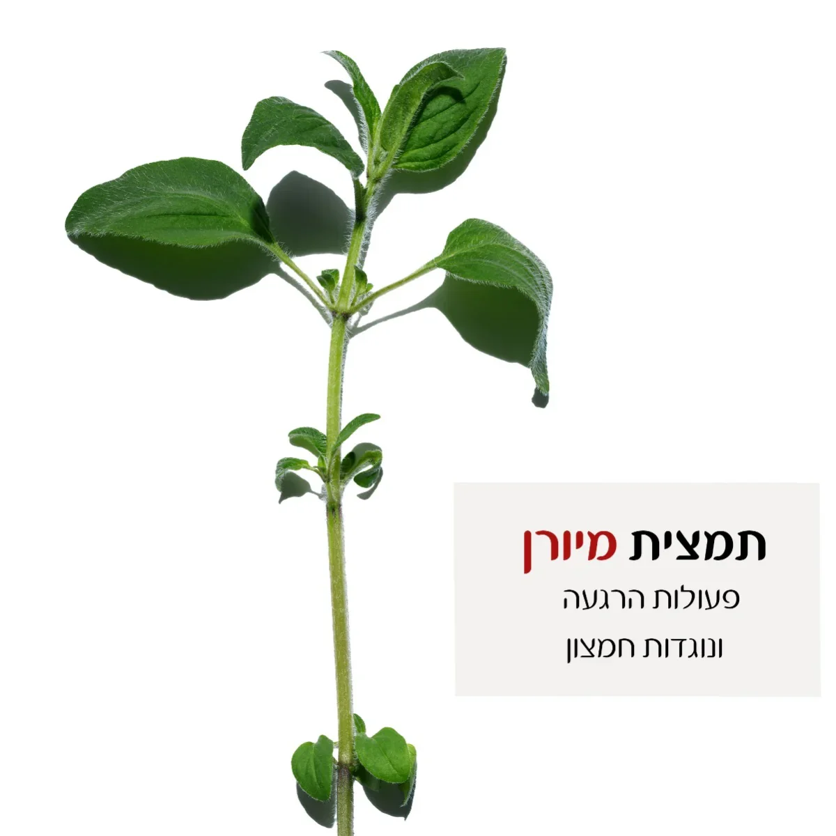 תמונה ממוזערת 3