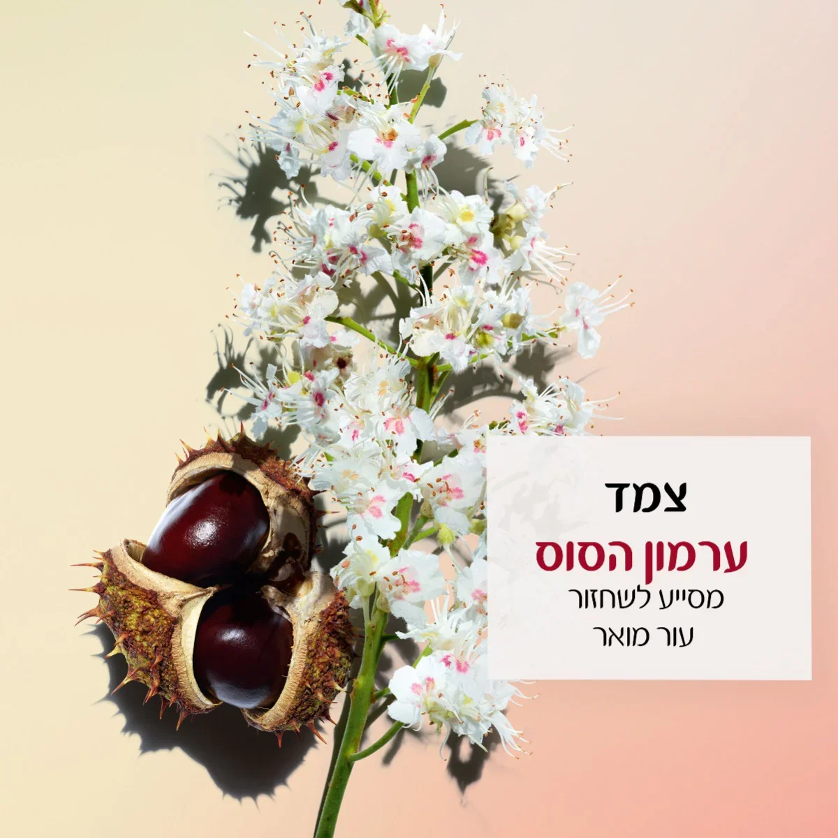 תמונה ממוזערת 3