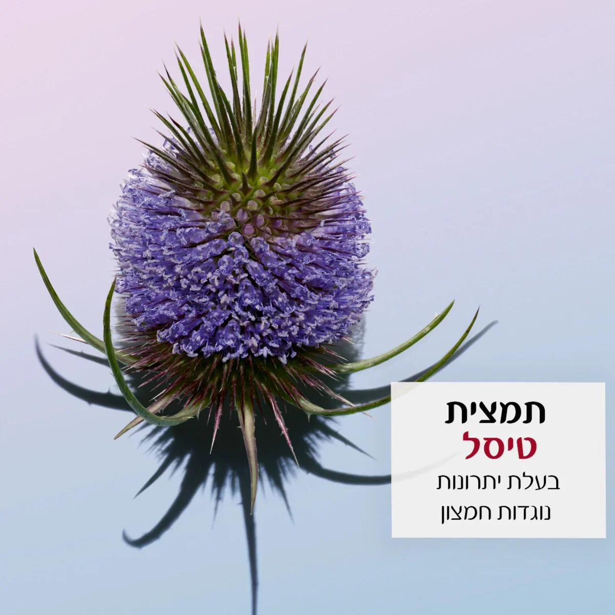 תמונה ממוזערת 4
